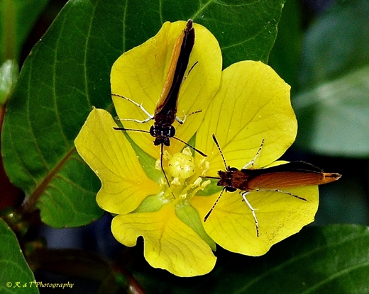 {Ludwigia peploides var. glabrescens}
